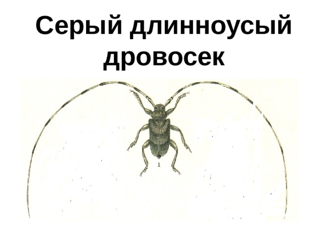 Серый длинноусый дровосек 