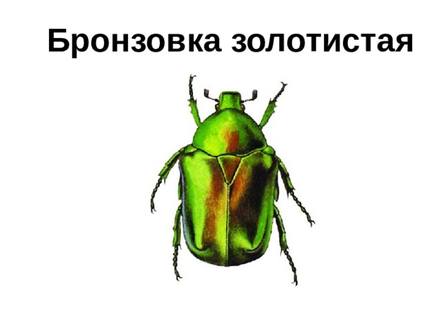 Бронзовка золотистая 