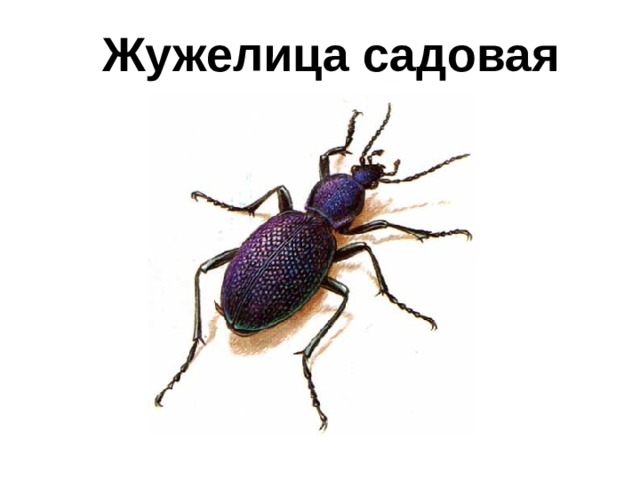 Жужелица садовая 