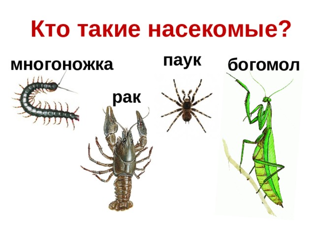 Кто такие насекомые? паук многоножка богомол рак 