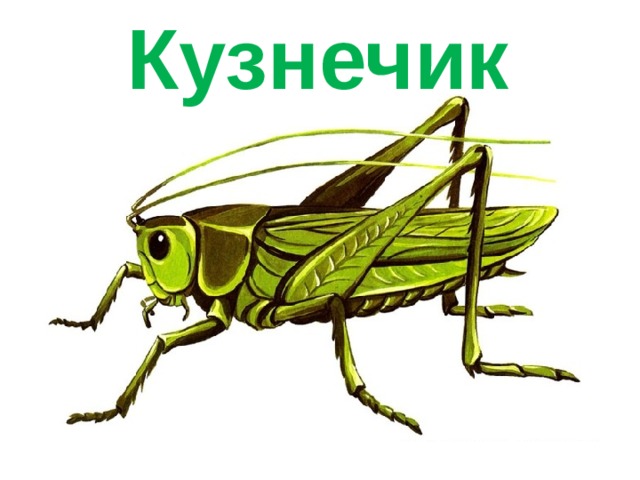 Кузнечик 