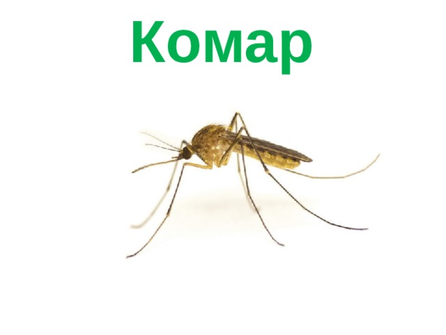 Комар 