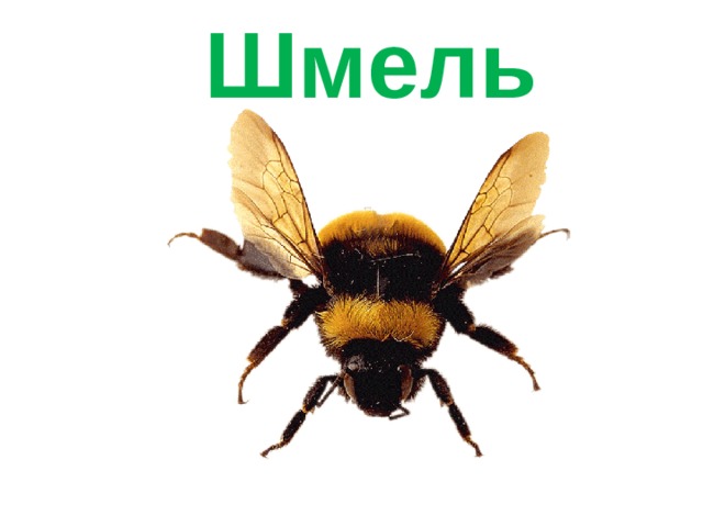 Шмель 