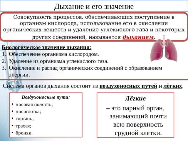 Дыхание и его значение Совокупность процессов, обеспечивающих поступление в организм кислорода, использование его в окислении органических веществ и удаление углекислого газа и некоторых других соединений, называется дыханием . Биологическое значение дыхания: Обеспечение организма кислородом. Удаление из организма углекислого газа. Окисление и распад органических соединений с образованием энергии. Система органов дыхания состоит из воздухоносных путей  и лёгких . Воздухоносные пути : Лёгкие носовая полость; носоглотка; гортань; трахея; бронхи. – это парный орган, занимающий почти всю поверхность грудной клетки. 