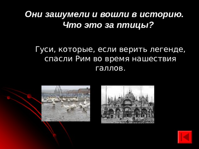 Они зашумели и вошли в историю. Что это за птицы? Гуси, которые, если верить легенде, спасли Рим во время нашествия галлов. 