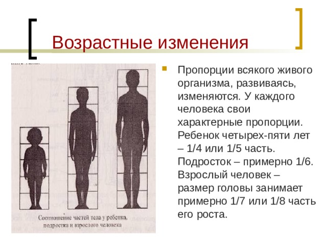  Возрастные изменения  Пропорции всякого живого организма, развиваясь, изменяются. У каждого человека свои характерные пропорции. Ребенок четырех-пяти лет – 1/4 или 1/5 часть. Подросток – примерно 1/6. Взрослый человек – размер головы занимает примерно 1/7 или 1/8 часть его роста. 