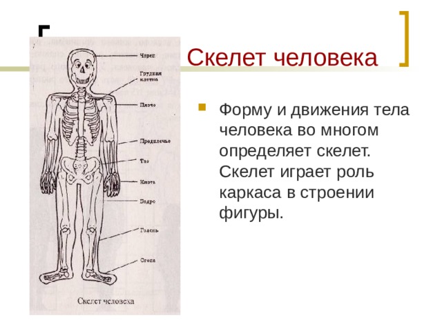  Скелет человека Форму и движения тела человека во многом определяет скелет. Скелет играет роль каркаса в строении фигуры. 
