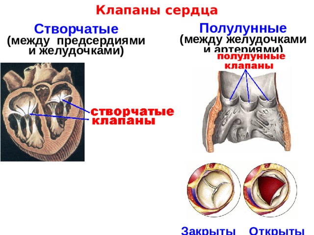 Клапаны сердца Полулунные  (между желудочками и артериями) Створчатые  (между предсердиями и желудочками) Закрыты Открыты 