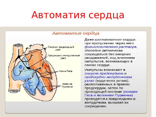 Автоматия сердца Шишловская Е. Л., лицей 