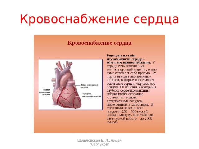 Кровоснабжение сердца Шишловская Е. Л., лицей 