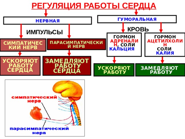 РЕГУЛЯЦИЯ РАБОТЫ СЕРДЦА ГУМОРАЛЬНАЯ НЕРВНАЯ КРОВЬ ИМПУЛЬСЫ ГОРМОН АДРЕНАЛИН , СОЛИ КАЛЬЦИЯ ГОРМОН АЦЕТИЛХОЛИН СОЛИ КАЛИЯ СИМПАТИЧЕСКИЙ НЕРВ ПАРАСИМПАТИЧЕСКИЙ НЕРВ ЗАМЕДЛЯЮТ  РАБОТУ СЕРДЦА УСКОРЯЮТ  РАБОТУ СЕРДЦА ЗАМЕДЛЯЮТ  РАБОТУ УСКОРЯЮТ  РАБОТУ 