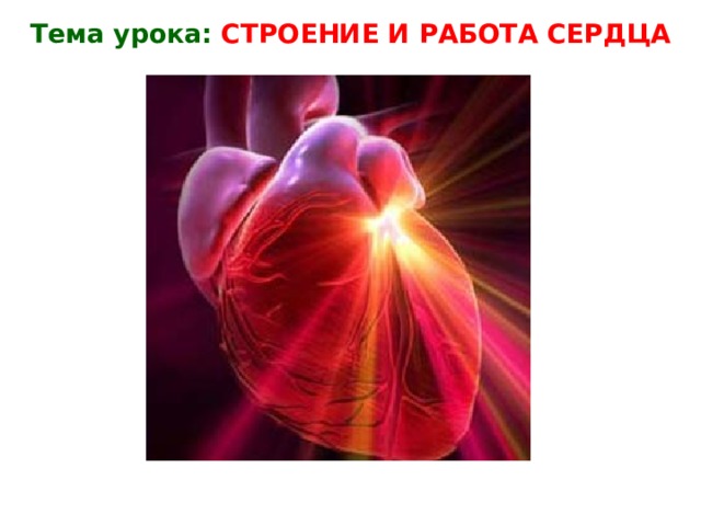 Тема урока: СТРОЕНИЕ И РАБОТА СЕРДЦА 