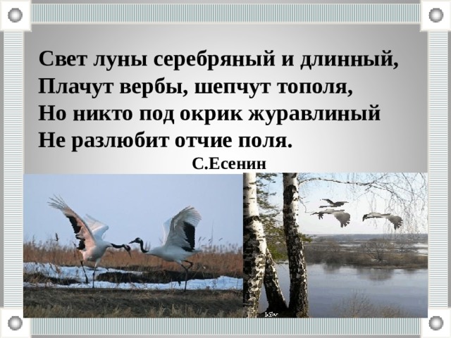 Свет луны серебряный и длинный, Плачут вербы, шепчут тополя, Но никто под окрик журавлиный Не разлюбит отчие поля. С.Есенин 