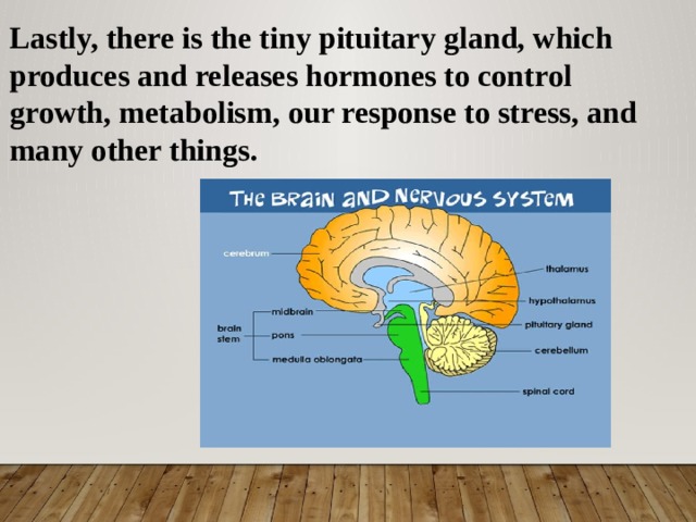 Lastly, there is the tiny pituitary gland, which produces and releases hormones to control growth, metabolism, our response to stress, and many other things. 
