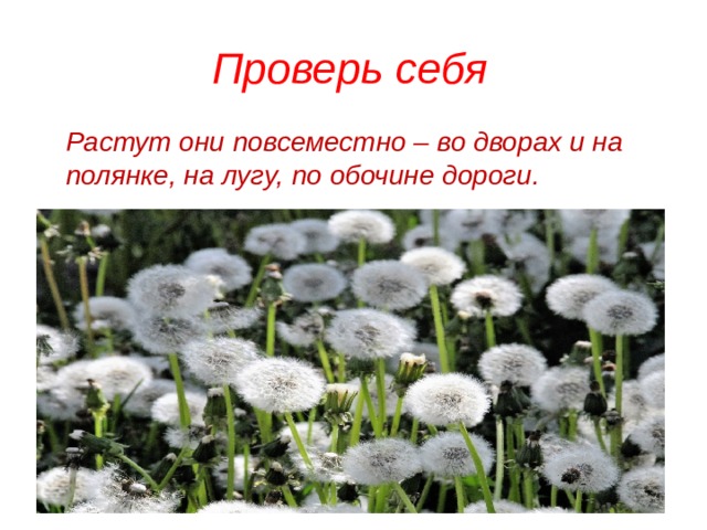 Проверь себя Растут они повсеместно – во дворах и на полянке, на лугу, по обочине дороги. 
