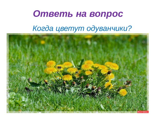 Ответь на вопрос Когда цветут одуванчики? 