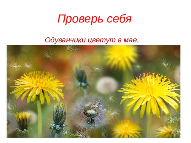 Проверь себя Одуванчики цветут в мае. 