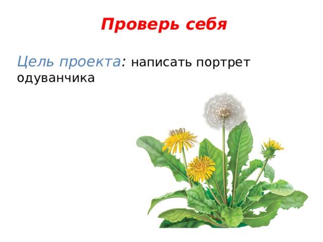 Проверь себя  Цель проекта : написать портрет одуванчика 