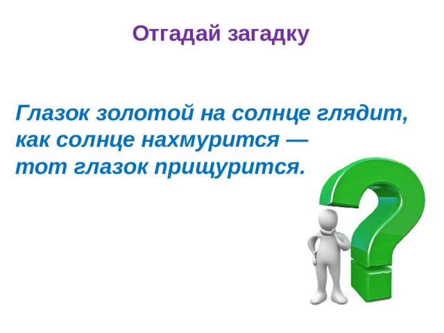 Отгадай загадку Глазок золотой на солнце глядит, как солнце нахмурится — тот глазок прищурится. 