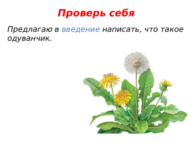 Проверь себя Предлагаю в введение написать, что такое одуванчик. 