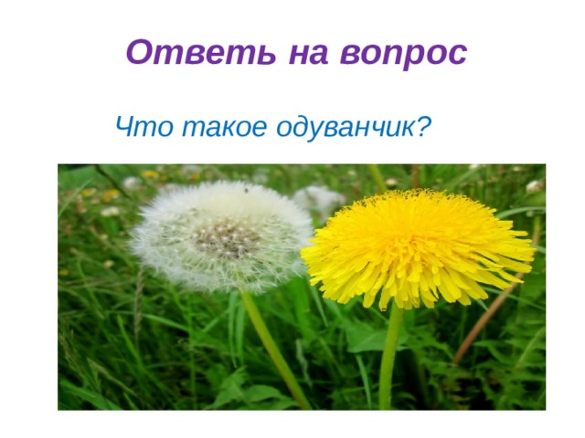 Ответь на вопрос Что такое одуванчик? 