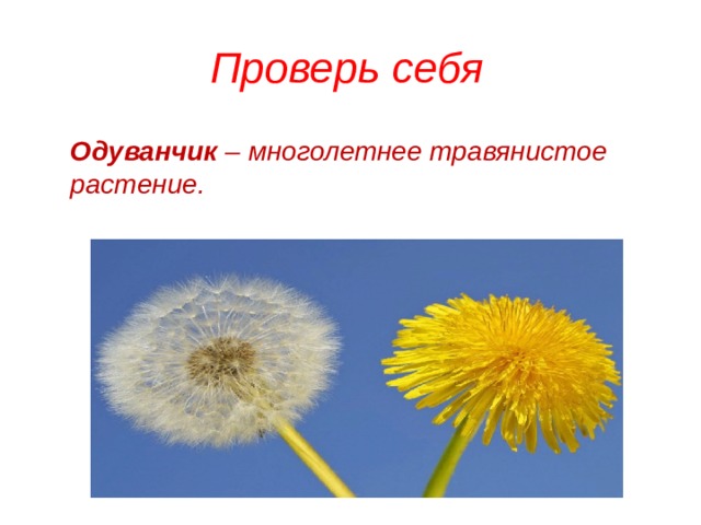 Проверь себя Одуванчик  – многолетнее травянистое растение. 