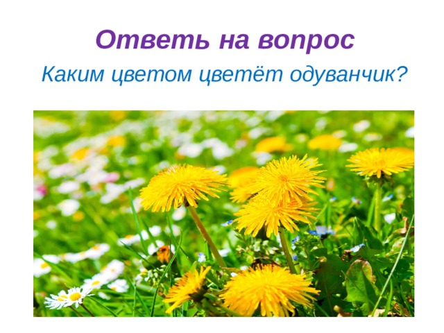 Ответь на вопрос Каким цветом цветёт одуванчик? 