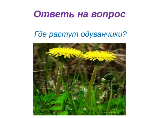 Ответь на вопрос Где растут одуванчики? 