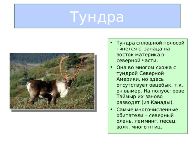 Тундра Тундра сплошной полосой тянется с запада на восток материка в северной части. Она во многом схожа с тундрой Северной Америки, но здесь отсутствует овцебык, т.к. он вымер. На полуострове Таймыр их заново разводят (из Канады). Самые многочисленные обитатели – северный олень, лемминг, песец, волк, много птиц.  