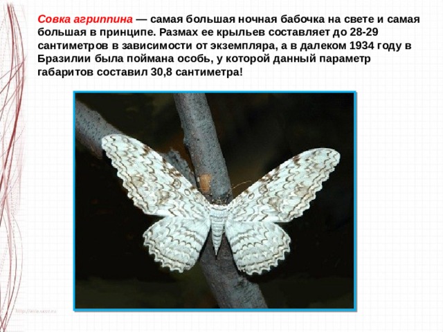 Совка агриппина — самая большая ночная бабочка на свете и самая большая в принципе. Размах ее крыльев составляет до 28-29 сантиметров в зависимости от экземпляра, а в далеком 1934 году в Бразилии была поймана особь, у которой данный параметр габаритов составил 30,8 сантиметра! 