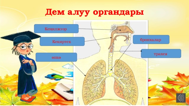 Дем алуу органдары Кеңилжээр  бронхалар  Кекиртек  трахея  өпкө 