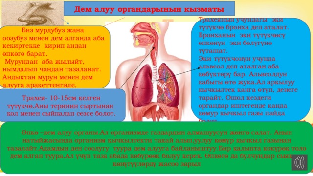 Дем алуу органдарынын кызматы Трахеянын учундагы эки түтүкчө бронха деп аталат. Бронханын эки түтүкчөсү өпкөнүн эки бөлүгүнө түташат. Эки түтүкчонүн учунда альвеол деп аталган аба көбүктөрү бар. Альвеолдун кабыгы өтө жука.Ал аркылуу кычкылтек канга өтүп, денеге тарайт. Ошол кездеги органдар иштегенде канда көмур кычкыл газы пайда болот.  Биз мурдубуз жана оозубуз менен дем алганда аба кекиртекке кирип андан өпкөгө барат.  Мурундан аба жылыйт, нымдалып чаңдан тазаланат. Андыктан мурун менен дем алууга аракеттенгиле. Трахея- 10-15см келген түтүкчө.Аны теринин сыртынан кол менен сыйпалап сезсе болот. Өпкө –дем алуу органы.Ал организмде газдардын алмашуусун жөнгө салат. Анын натыйжасында организм кычкылтекти такай алып,уулуу көмүр кычкыл газынан тазалайт.Адамдын ден соолугу туура дем алууга байланыштуу.Бир калыпта кокүрөк толо дем алган туура.Ал үчүн таза абада көбүрөөк болуу керек. Өпкөгө да булчуңдар сыяктуу көнүгүүлөрдү жасоо зарыл 
