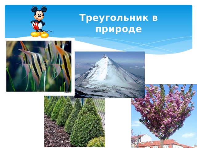 Треугольник в природе 