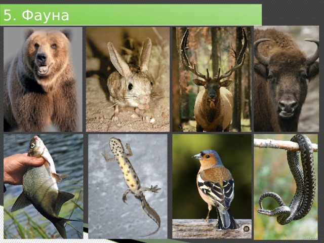 5. Фауна 