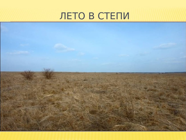 Лето в степи 