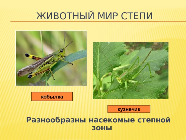 Животный мир степи кобылка кузнечик Разнообразны насекомые степной зоны 