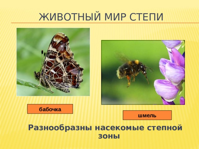 Животный мир степи бабочка шмель Разнообразны насекомые степной зоны 