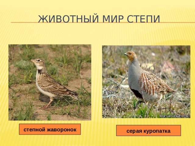 Животный мир степи степной жаворонок серая куропатка 