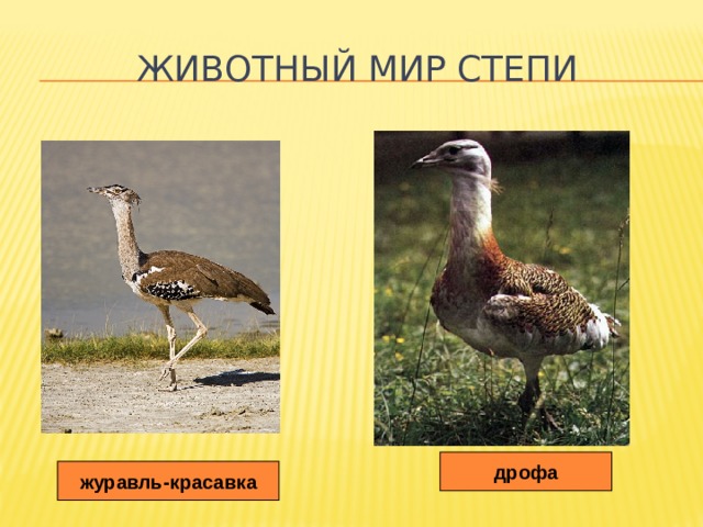 Животный мир степи дрофа журавль-красавка 