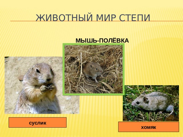 Животный мир степи МЫШЬ-ПОЛЁВКА суслик хомяк 