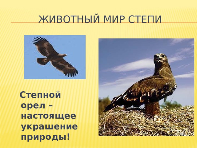 Животный мир степи  Степной орел – настоящее украшение природы! 