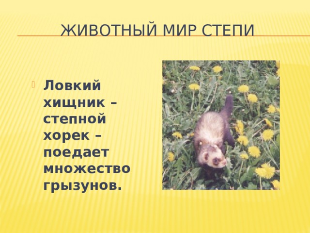 Животный мир степи Ловкий хищник – степной хорек – поедает множество грызунов. 