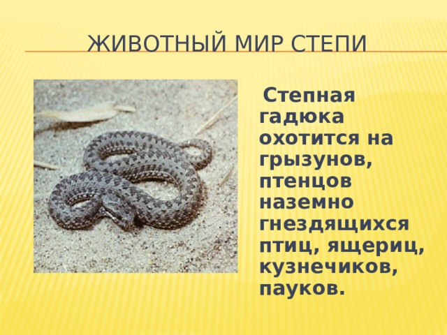 Животный мир степи  Степная гадюка охотится на грызунов, птенцов наземно гнездящихся птиц, ящериц, кузнечиков, пауков. 