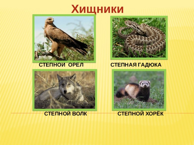 Хищники СТЕПНОЙ ОРЁЛ СТЕПНАЯ ГАДЮКА СТЕПНОЙ ВОЛК СТЕПНОЙ ХОРЁК 