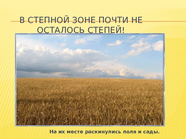 В степной зоне почти не осталось степей!  На их месте раскинулись поля и сады. 