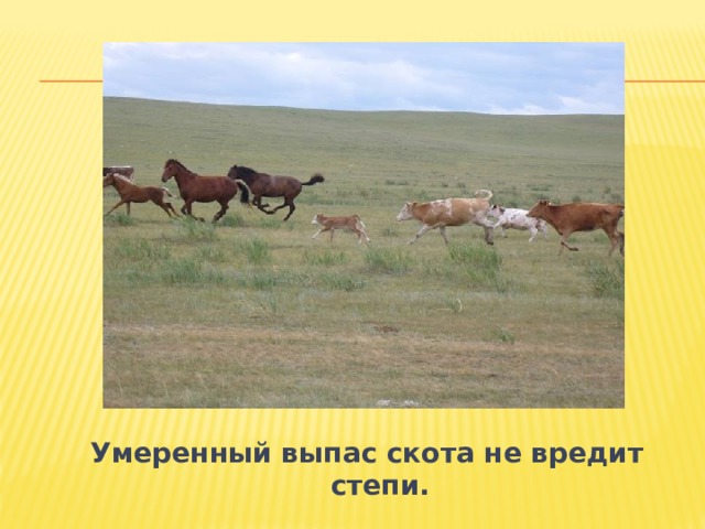 Умеренный выпас скота не вредит степи. 