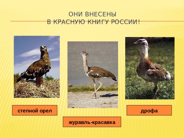 Они внесены  в Красную книгу России! дрофа степной орел журавль-красавка 