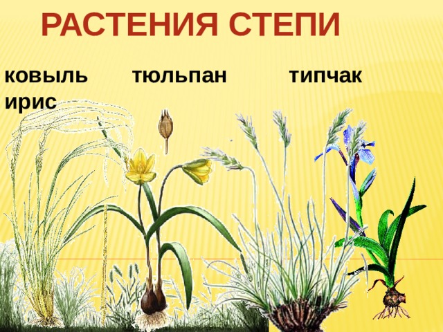 РАСТЕНИЯ СТЕПИ ковыль тюльпан типчак ирис 