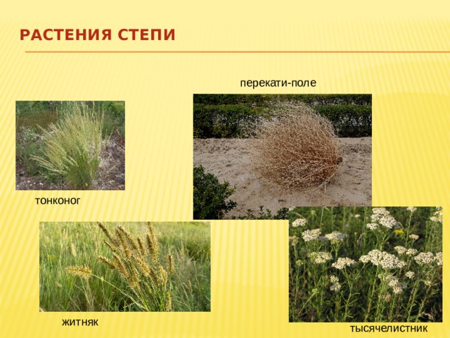 РАСТЕНИЯ СТЕПИ   перекати-поле тонконог житняк тысячелистник 