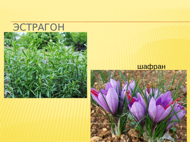 эстрагон шафран 